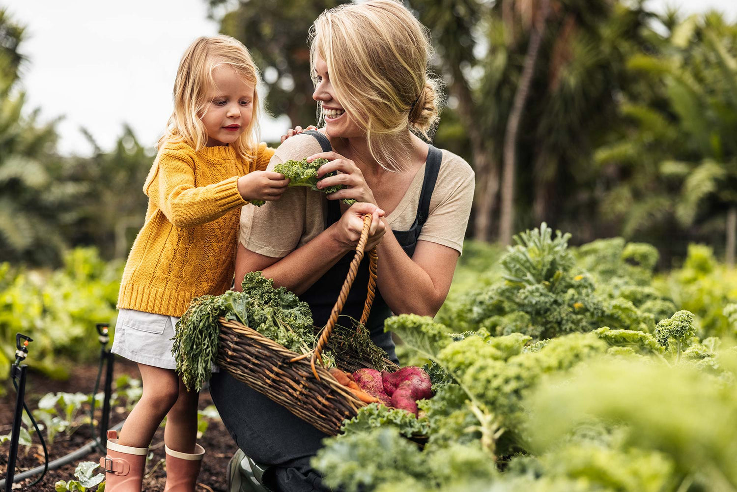 Mutter und Kind bei der Ernte von frischem Grünkohl im Gemüsegarten – natürlich, regional und nachhaltig